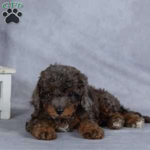 Mystery, Miniature Poodle Puppy